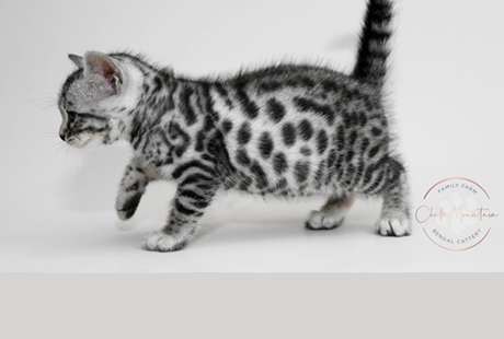 Bengal Kittens for sale near me